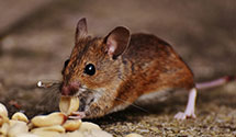 24 Hour & Emergency Exterminators in Nettie, WV
